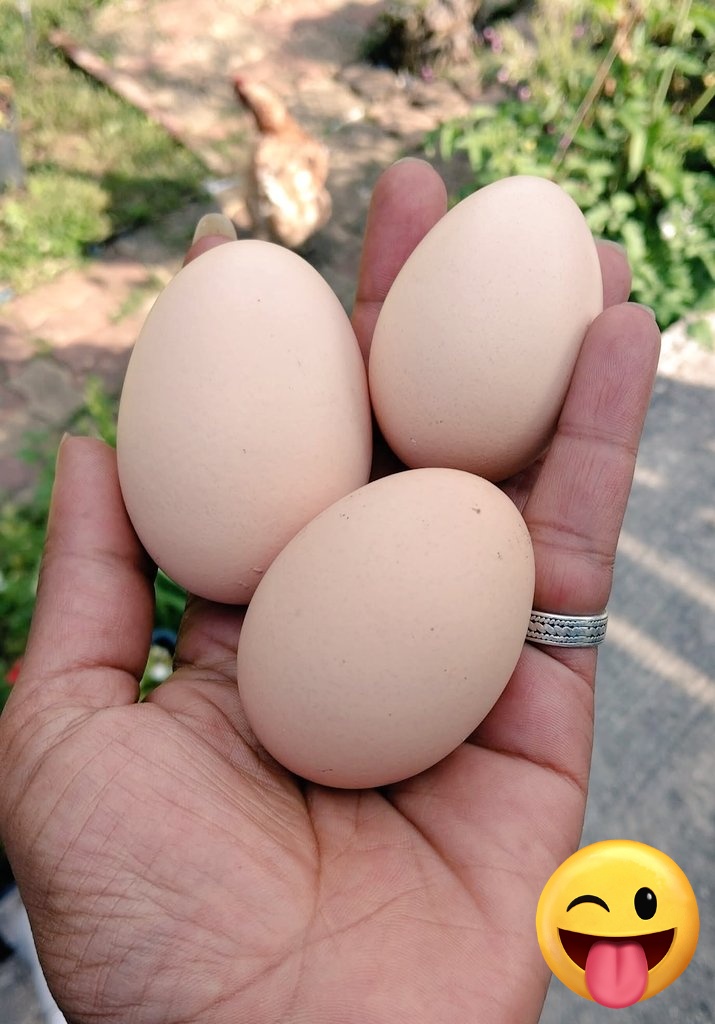 Cette poule n'a que faire du "calibrage" 😜 / This hen doesn't care about "calibration" 🥚🐔