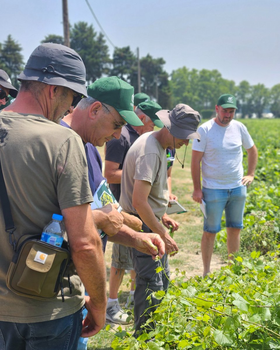 Les formations Vitipep’s se terminent !
🧑‍🎓Merci à tous les participants ainsi qu’à tous les formateurs pour votre engagement ! 
🌱 A bientôt pour la formation maladies de la vigne et OPA

<a href="/vignevinfrance/">IFV</a>
#Vitipeps #plantdevigne #pepiniereviticole #plantsdevigne #vinfrançais