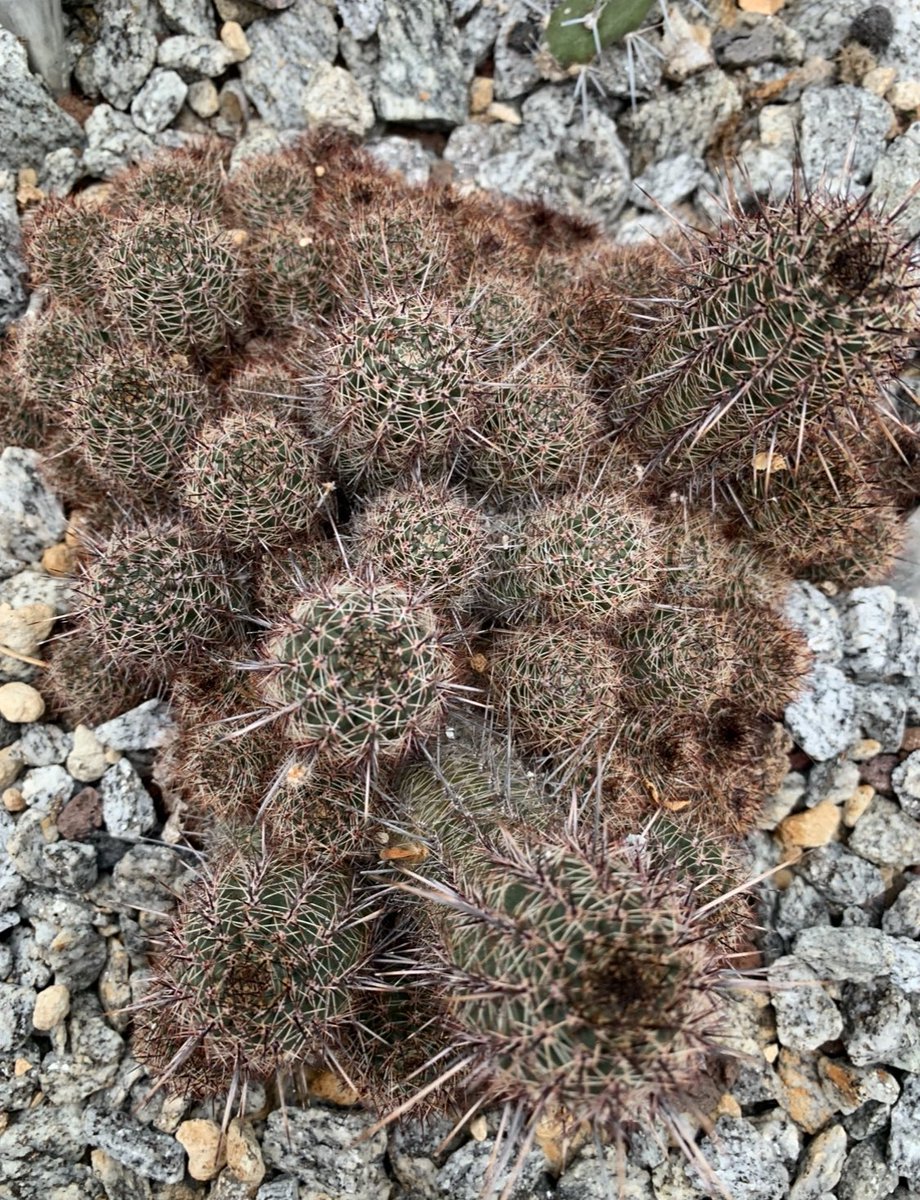 Echinopsis aurea