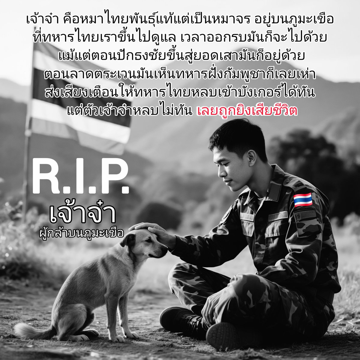 "เจ้าจ๋า" หมาจรผู้กล้าแห่งภูมะเขือ
หมาจรจัดที่อยู่กับทหารไทย คอยเห่าเตือนศัตรู
คืนวันที่ 28 ก.ค. เจ้าจ๋าเห่าเตือนทหารก่อนถูกยิงเสียชีวิต
เสียงเห่าครั้งสุดท้าย ช่วยชีวิตทหารหลายคน
แม้ไม่มีเครื่องแบบ แต่มันตายเพื่อชาติอย่างแท้จริง
#ชายแดนไทยกัมพูชา #หยุดยิง #กองทัพอากาศ #กองทัพไทย