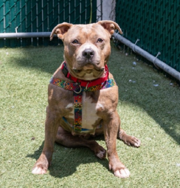 Pretty Pie 231972
Kill Command 
#NYCACC #RescueOnly 
A cute 4 yr old girl
Moderately social
Has CIRDC  &amp; a congenital deformity 🚑
Vocal &amp; lunges on leash
Needs all adult exp home
Save Pretty Pie!
#Pledge4Rescue #foster #adopt
