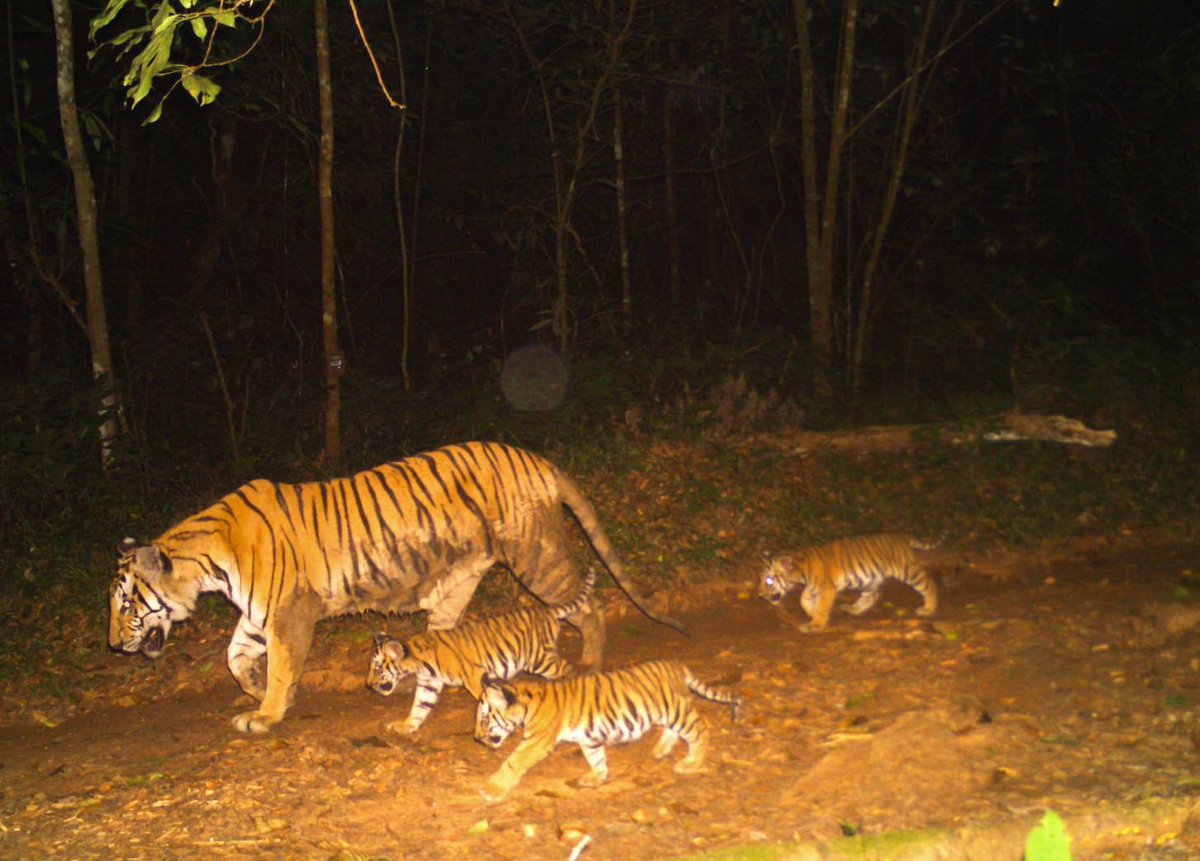 We’re proud to be part of the Tiger Conservation Coalition making significant progress on the global effort to conserve tigers.

This #internationaltigerday2025, check out the coalition’s new website: tigercoalition.org