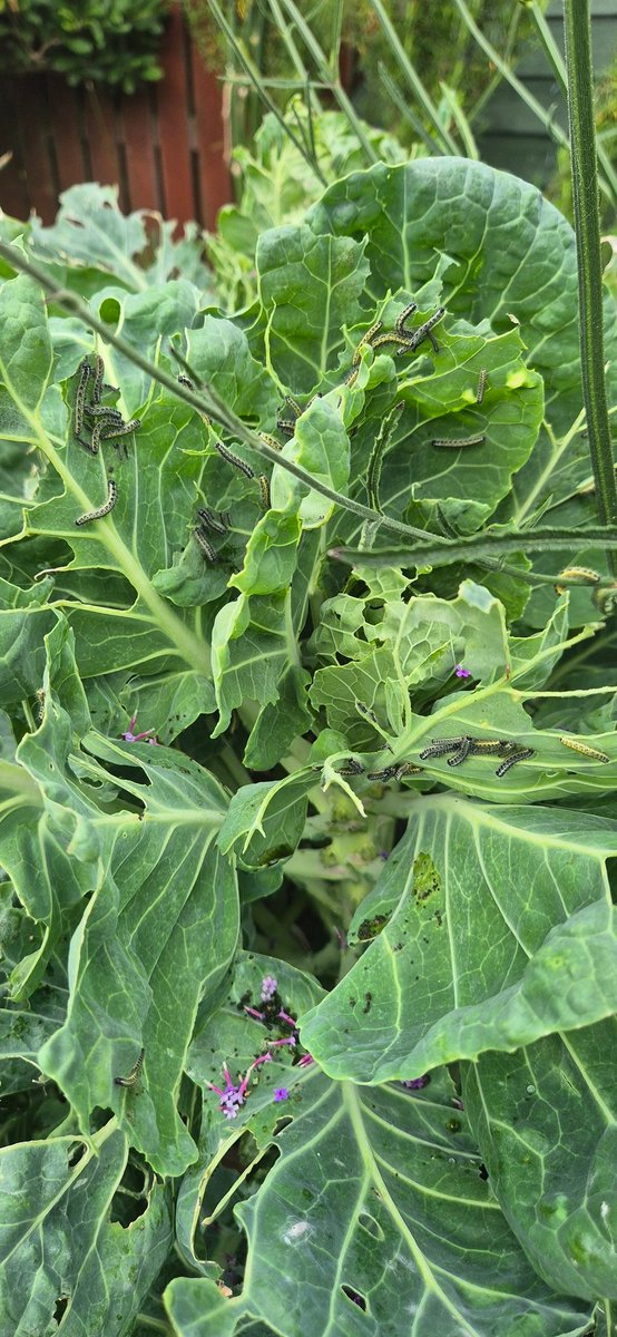 My sprouts are being ravaged.