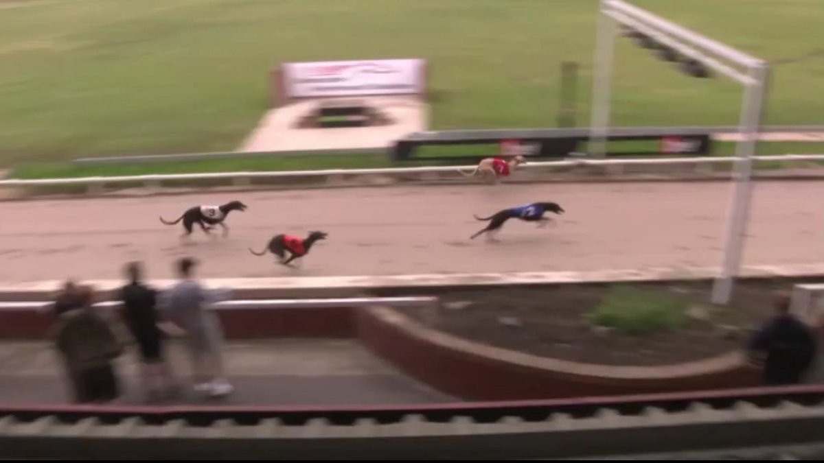 MDM Greyhound Tips tweet media