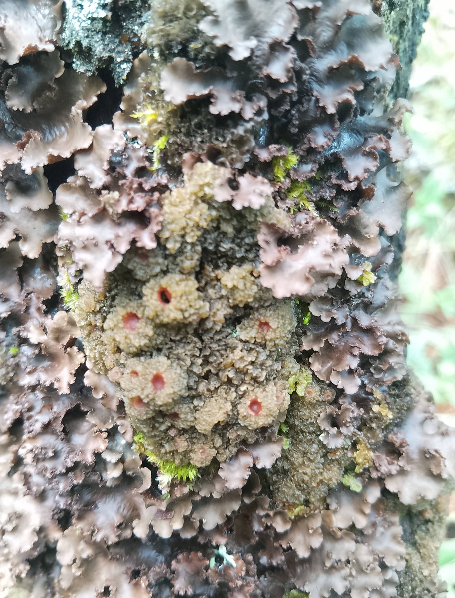 Silent_lichen's tweet photo. Leptogium feat Sticta

San Esteban Atatlahuca, Oaxaca

Nación de la lluvia, Pueblo de las nubes. https://t.co/V5lDB6PIo7