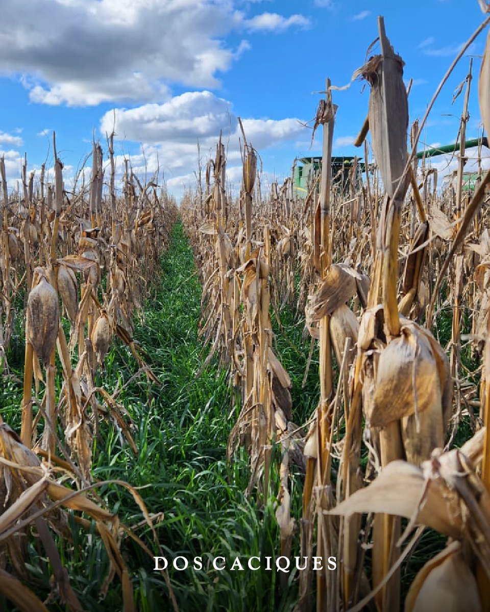 Un viejo y conocido que responde a todo tipo de ambientes: DK 7210 PRO4 🌽