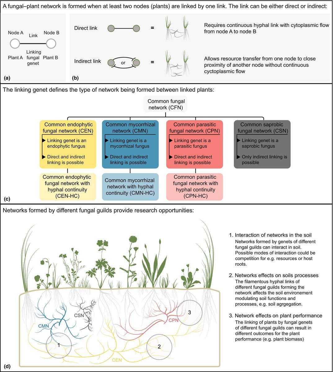 Concurrent common fungal networks formed by different guilds of fungi - Rillig - 2025 - New Phytologist - Wiley Online Library nph.onlinelibrary.wiley.com/doi/10.1111/np…