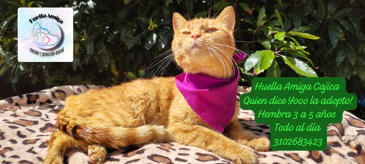 <a href="/andreanimalidad/">Andrea Padilla Villarraga🐆</a>
<a href="/DiaAnimales/">Al Día Con Los Animales 🐾</a>
<a href="/gllgina1/">Gina..🌷</a>
<a href="/juliherrerap/">Rosa Juliana Herrera Pinto🐾👣</a>
<a href="/laurarubiogu/">Laura C</a>
<a href="/maomontenegro/">Animales Seres Sintientes y Conscientes. Avancemos</a>
<a href="/malizca526/">Martha Cecilia</a>
<a href="/margaritavela/">Margarita Vela 🌳🍀🌽🌼</a>
<a href="/LeiMejia/">Lei Mejia</a>
<a href="/PaolaM22_/">La de los crespos🦁</a>
<a href="/YMFajardo1106/">Lady Cats 🐈‍⬛💓</a>
<a href="/piedrahitangela/">Ángela Piedrahita 🐤</a>
<a href="/AnimaNat_Col/">AnimaNaturalisCol</a>
🚨😺 ¡Atención, amantes de los bigotes y las travesuras suaves!
Desde Huella Amiga Cajicá, te traemos