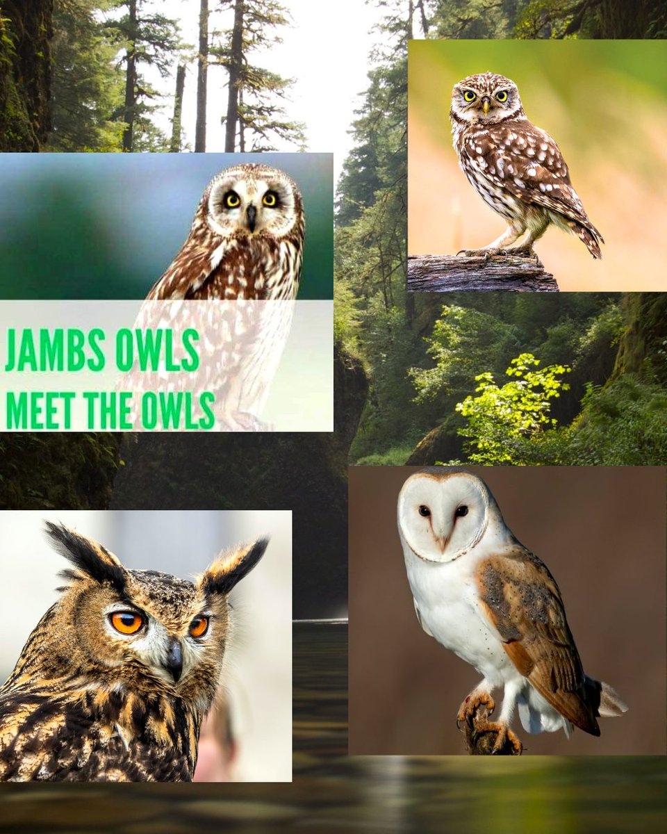WHO? WHO? The JAMBS OWLS, that's WHO, and they're curious to meet YOU!!🦉
Join us to learn all about owls - their dietary preferences, their natural habitats and their nocturnal activities!🦉 
Free event but booking essential:

🦉 Monday 4th August
  EARLSFIELD LIBRARY, 11:00am