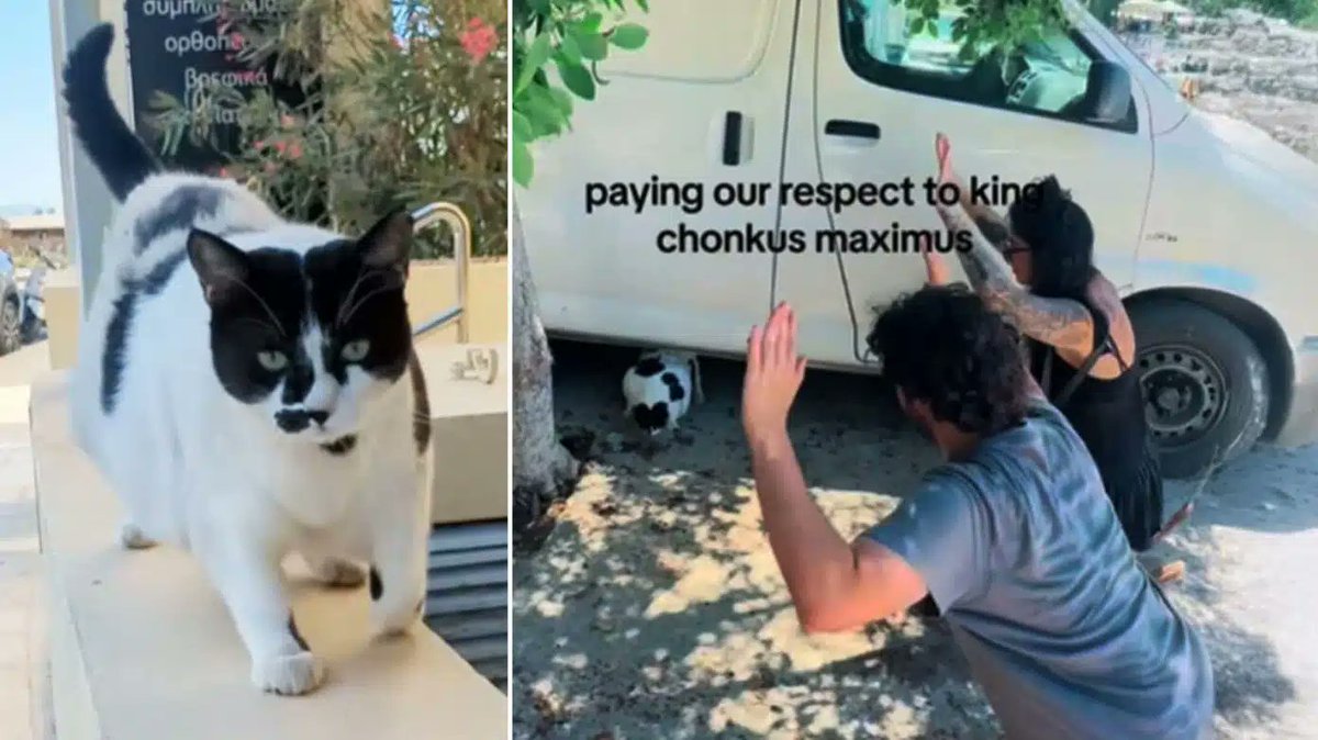 PanicN0W's tweet photo. Accelerate with #chonkus  maximus -  real street cat from crete who went viral on tiktok and even got marked as a 5-star tourist spot on google maps.
now there’s a solana meme coin ($chonkus) built around him and it’s starting to catch fire on CT.
low cap, no forced hype, just pure organic virality backed by a cat people literally travel across the world to see.
feels early.

@chonkusofficial

CdNWibyKcLUJKvzj41zWtnRsWPiWexbgConijXaUbonk