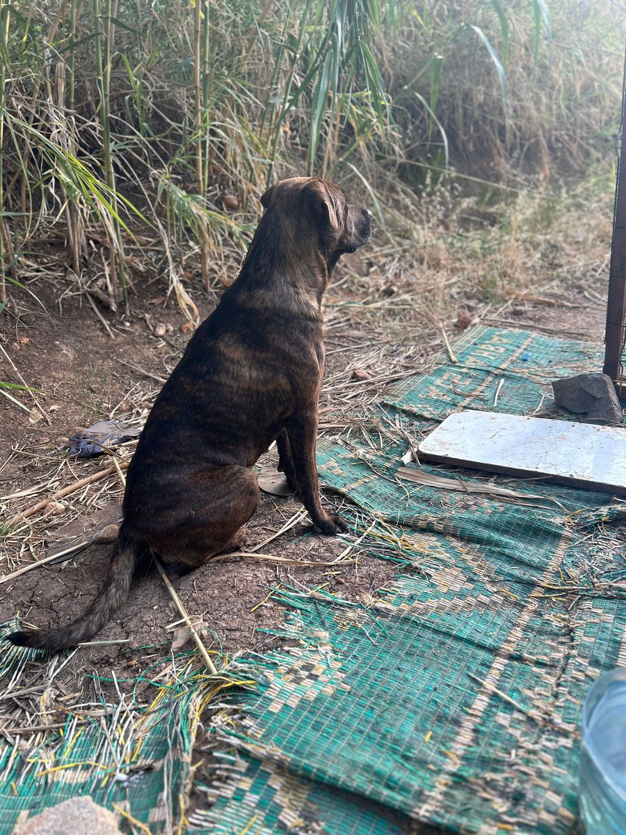 MERSİN KAYIP KÖPEK
Mersin Mezitli yeni mahalle  , 
Kaymakamlık civarında yada kültür merkezi civarında kalırdı şimdi yok bulan gören bana ulaşabilir mi?