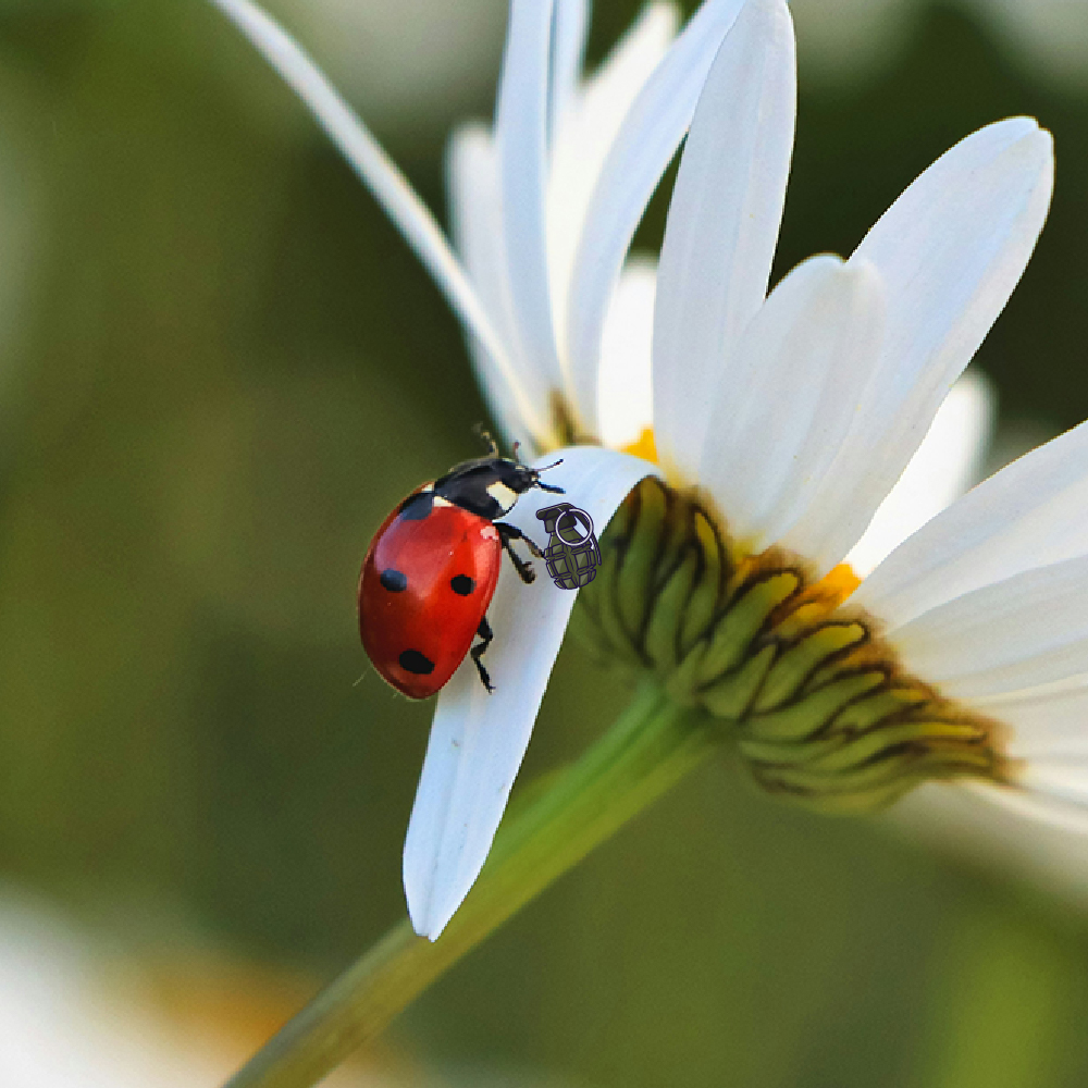 Killers are lurking in your garden...🔪

But don’t worry, they’re bugs! 🪲

Without predatory arthropods, the world would be awash in billions of extra bugs. 

Want to learn more? Join us for BugFest August 9 and 10 or click here: bit.ly/4mh1oMf