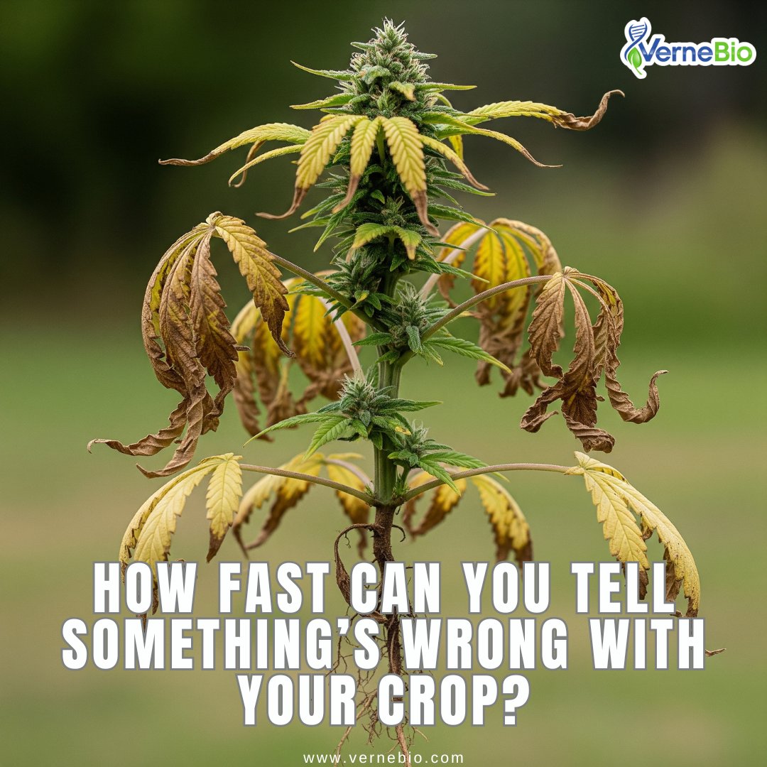 VerneBio's tweet photo. Some growers spot subtle shifts in leaf color, structure, or growth rate within hours. Others don’t notice issues until it's too late.

Pathogens don’t wait and neither should your response.

What’s your first red flag that something’s off?

Drop your early warning signs below 👇 https://t.co/78D5XtqGEm