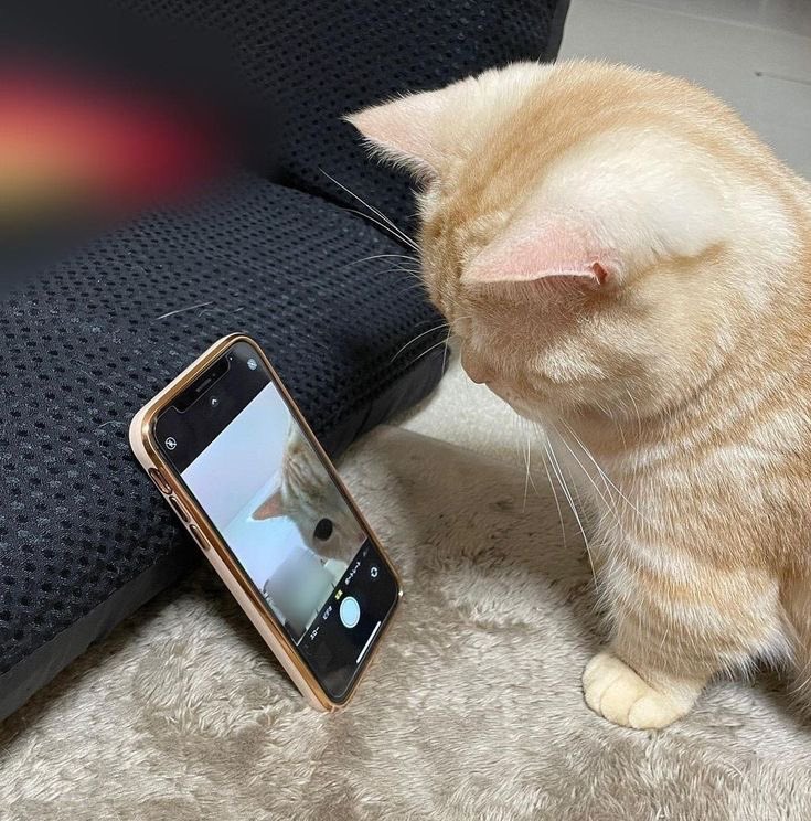 Life with a Cat tweet media