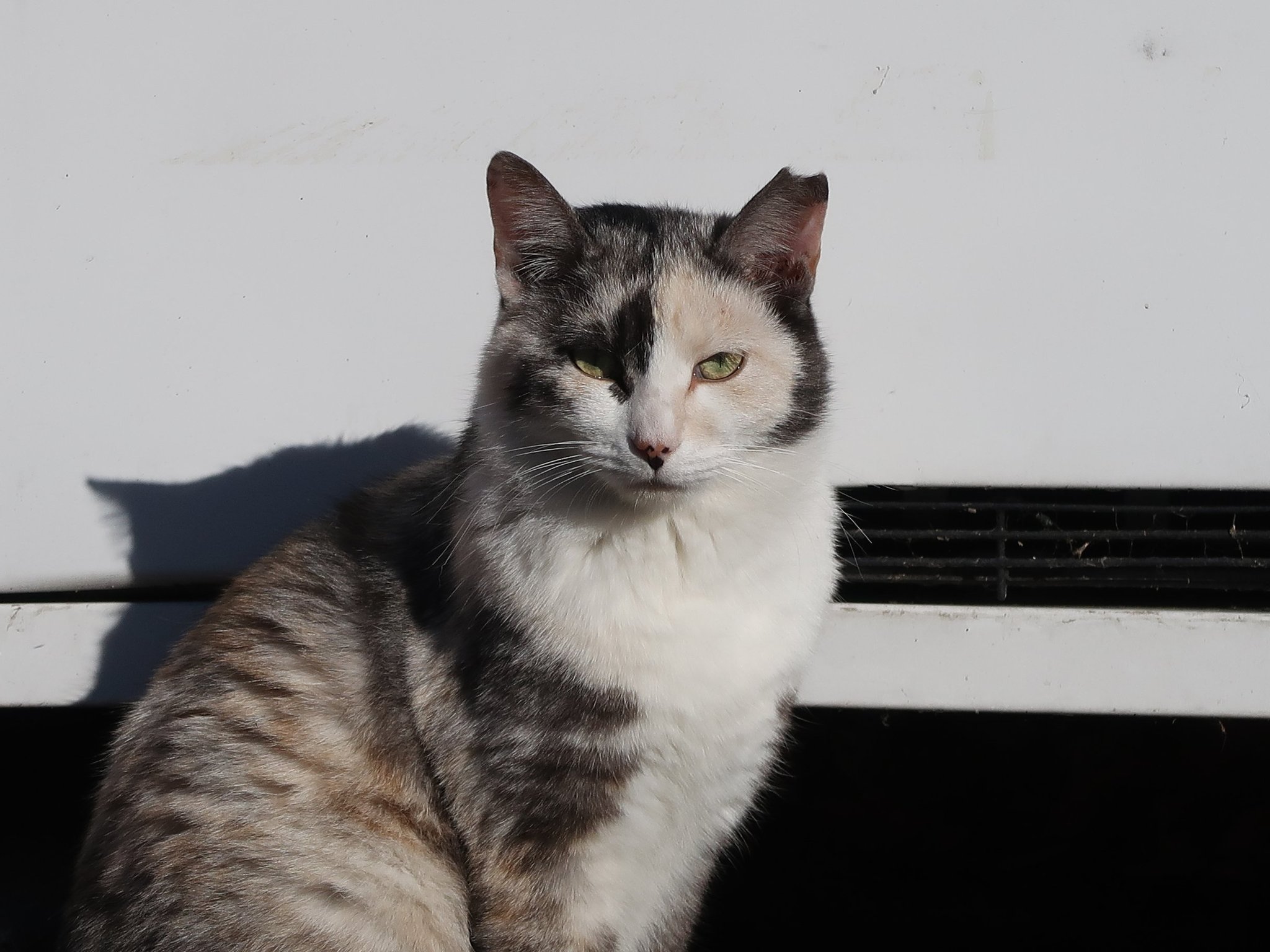 猫柴様おまとめ4点 猫柴様おまとめ4点