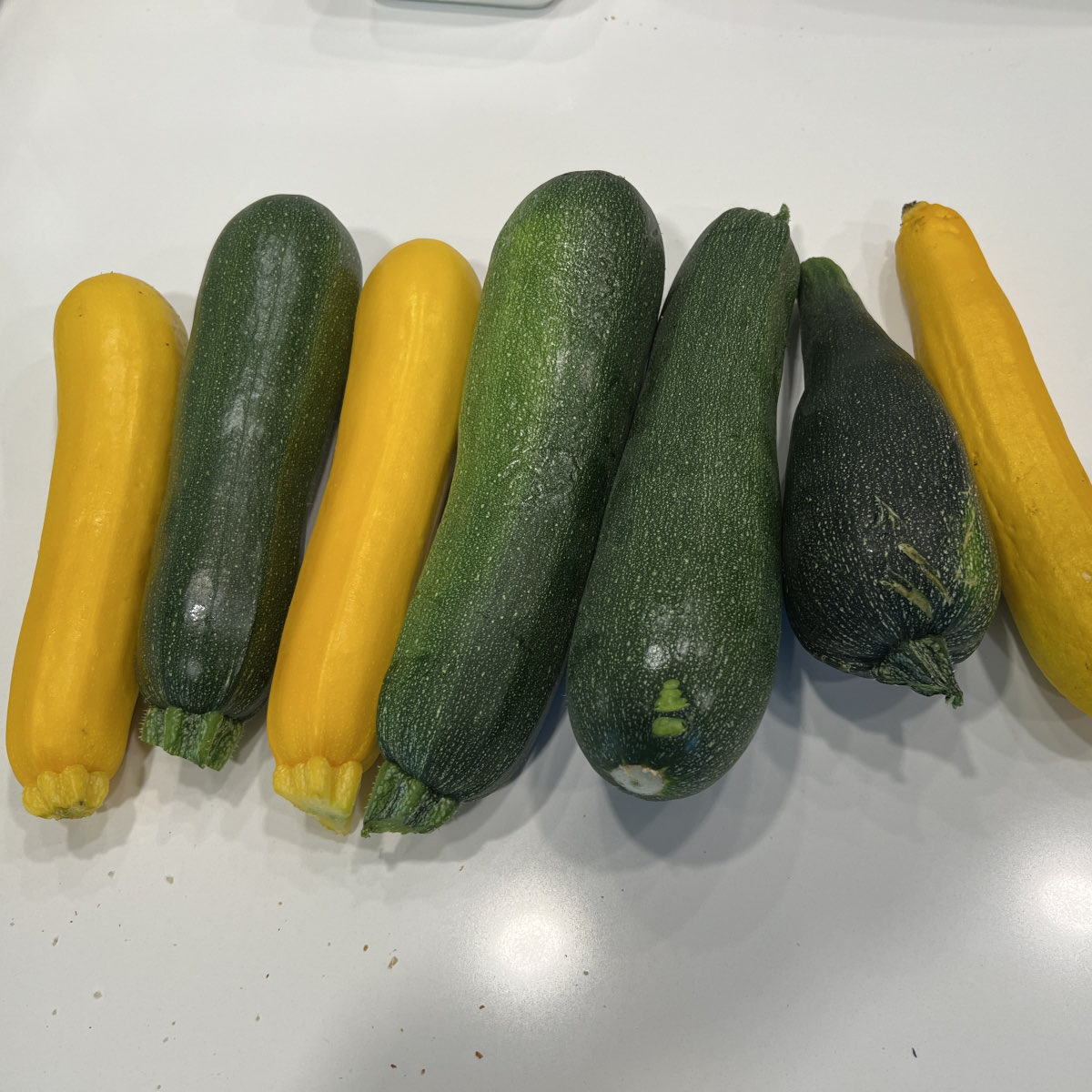 🚨 Summer Squash Armageddon has officially begun! 🥒💥
 I knew it was coming... and now it’s here in full force. Snapped this pic — then picked four more right after. 😳
Send recipes. And maybe reinforcements. 😂