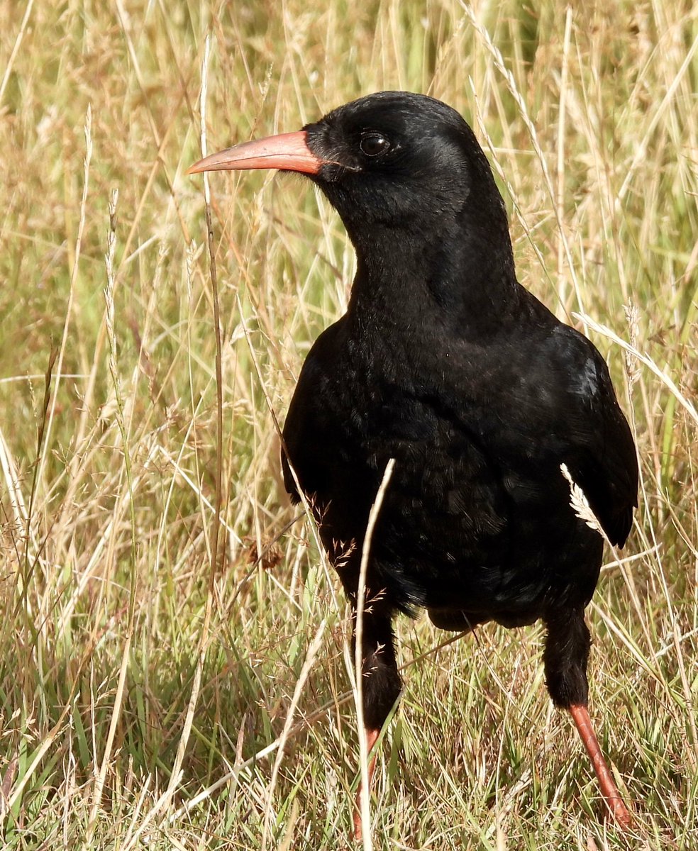 OTBT birder (@birderotbt) on Twitter photo The Chough at Eype Down, Dorset late afternoon gave very close views as it fed along the coast path. Views from the top also worth the visit. <a href="/DorsetBirdClub/">Dorset Bird Club</a> The Chough at Eype Down, Dorset late afternoon gave very close views as it fed along the coast path. Views from the top also worth the visit. <a href="/DorsetBirdClub/">Dorset Bird Club</a>
