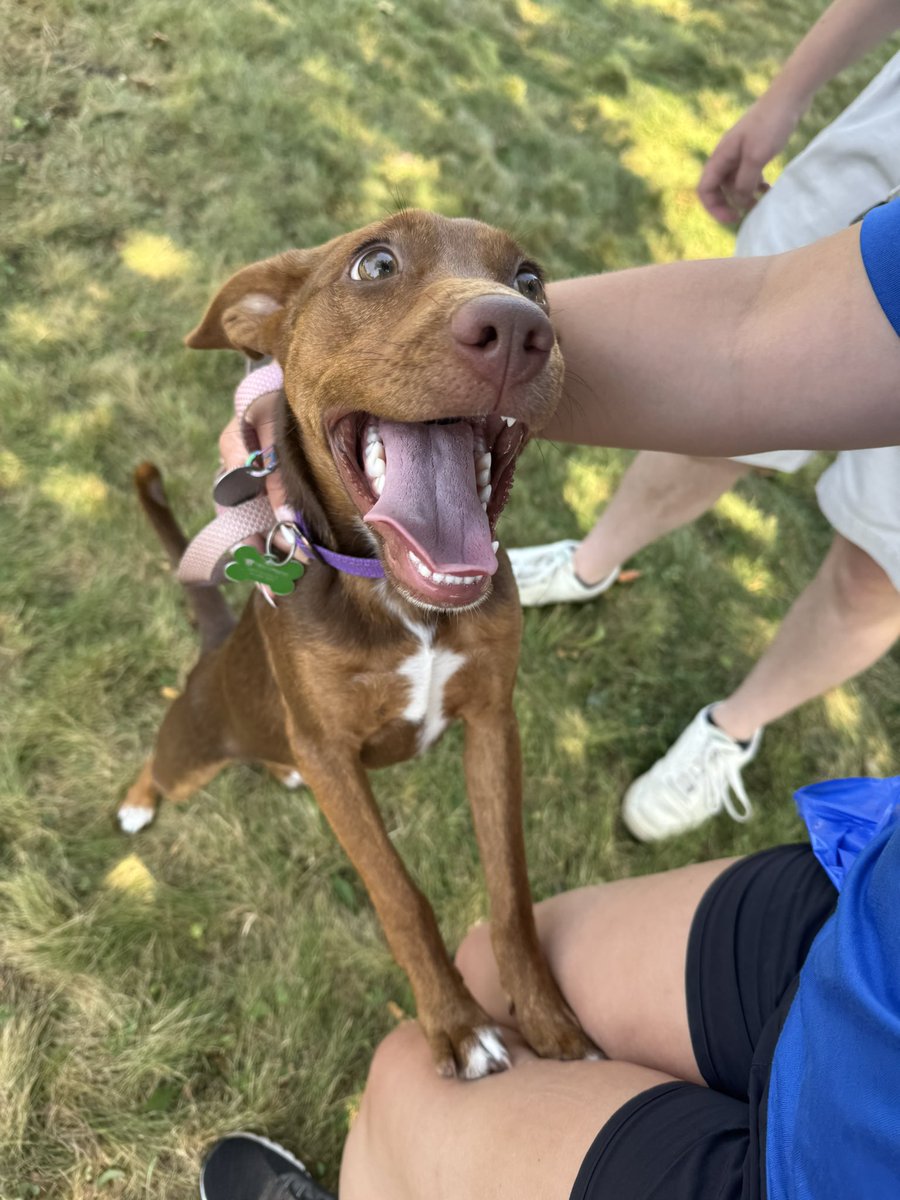 SyracuseCrunch's tweet photo. Thank you to Helping Hounds Dog Rescue for letting our front office staff walk these adorable adoptable pups this afternoon! 🐶 https://t.co/QOEQrgFy0b