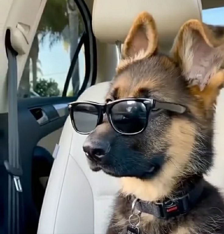 GERMAN SHEPHERD tweet media