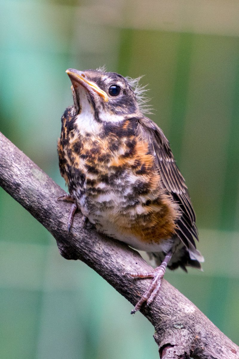 American robin fledgling.

📷 Danielle Brigida/USFWS