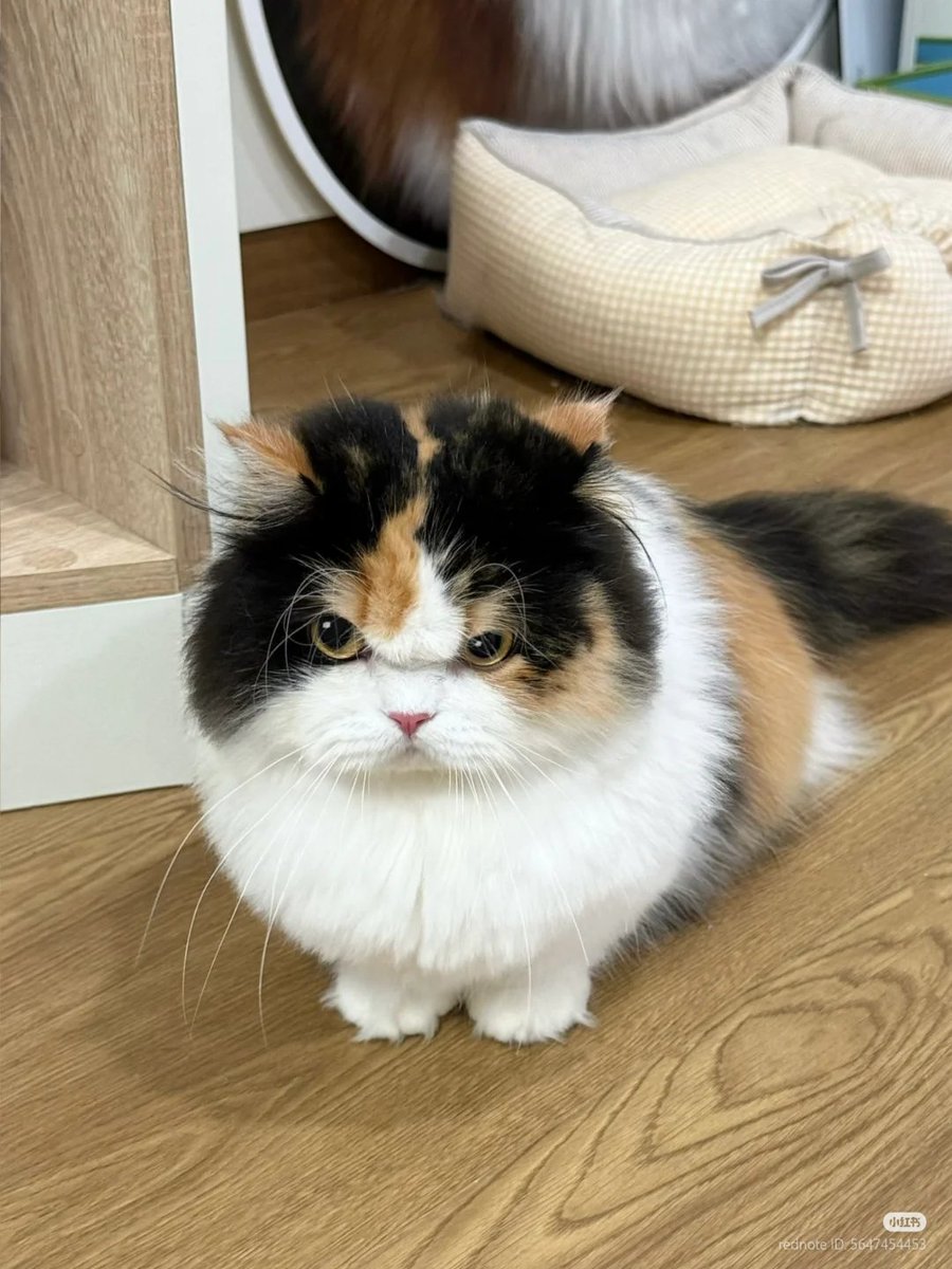 No Context Cats tweet media