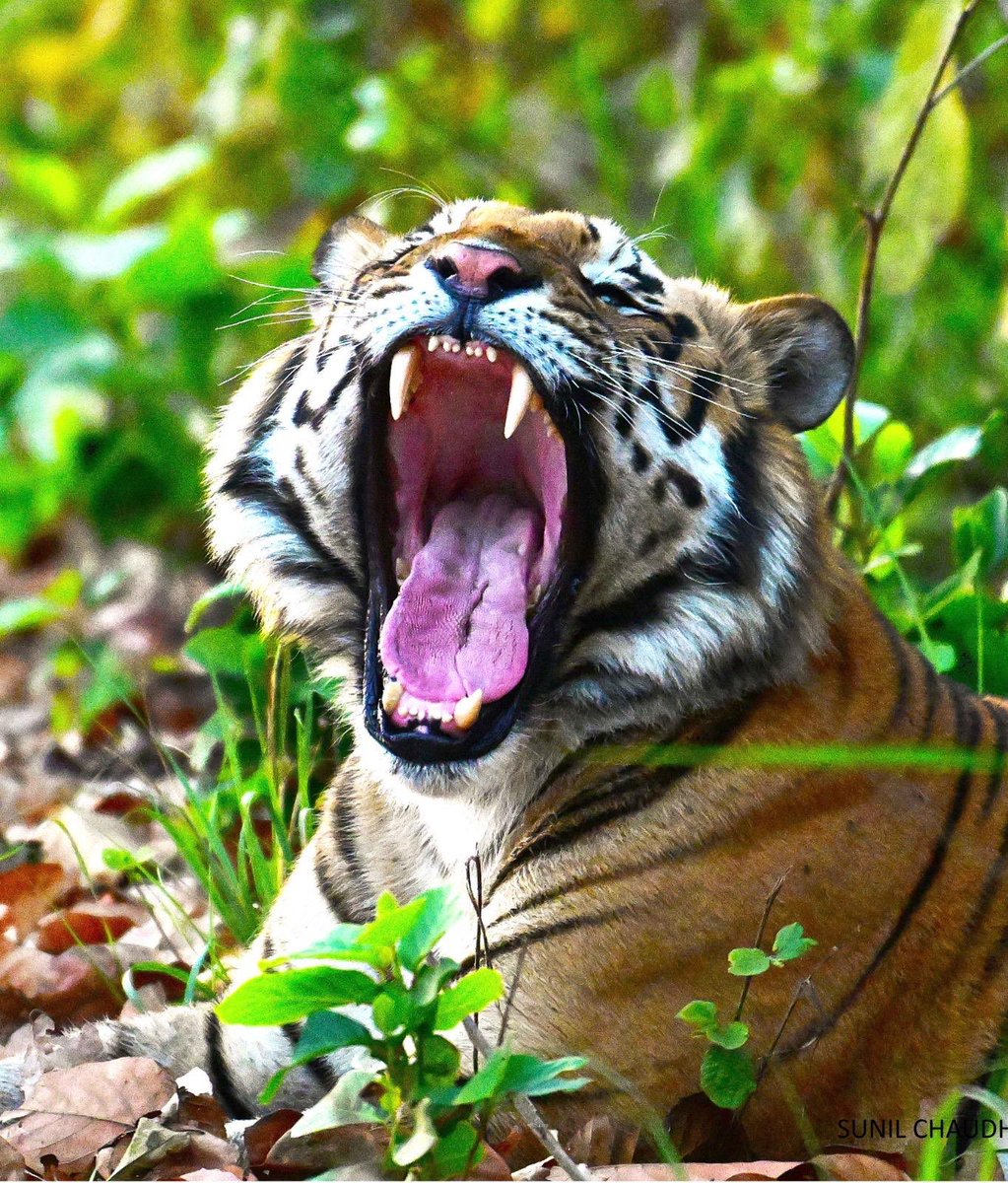 Wishing everyone a very Happy #GlobalTigerDay! As we celebrate these magnificent creatures, symbols of the wild beauty of our planet. It is crucial that we focus on protecting their future. It's our collective responsibility to ensure that tigers continue to roam freely in the
