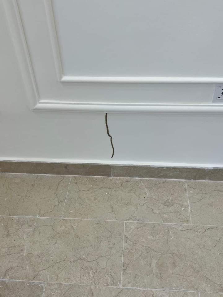 termitecontrol_'s tweet photo. #مكافحة_الربية #لنجعلها_نظيفة #أطفال_كيان_واعي #التغيير_الإيجابي #نشاطات_بيئية #الحماية_البيئية #المسؤولية_الاجتماعية #رفاهية_للكائنات #العالم_نظيفة #مبادرات_بيئية #العمل_الجماعي https://t.co/jPnMrR5LG8