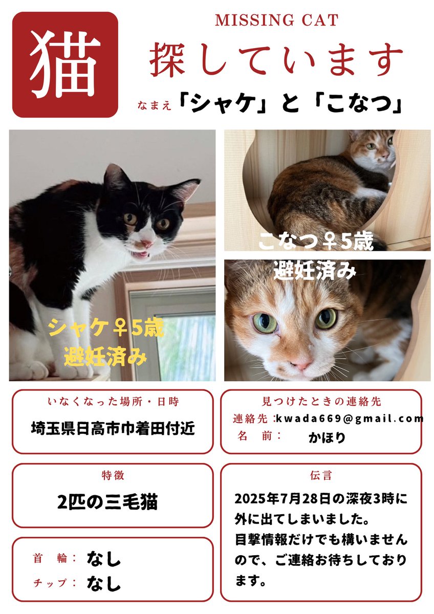 neconecomirin's tweet photo. シャケは、「シャケ〜」と呼ぶと、にゃー！と近くにくると思います。ほとんど人見知りしません。

こなつは臆病でシャーシャー言いながら縮こまるタイプです。

【埼玉県日高市巾着田付近】で【2025年7月28日深夜3時】居なくなりました。

捕獲器はセットしました。
近隣へのチラシ配りもしています。
警察や保護センター、保護猫団体さんには連絡済です。

情報だけでも構いませんので、よろしくお願いします🥲この暑さや交通事故など心配です。

これからまた少し探しにいきます。

#迷子猫 #猫探しています