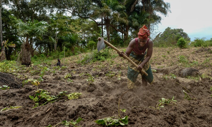 WFP_WAfrica's tweet image. 🌾From struggling to sell crops to feeding schoolchildren through #WFP, farmers in Sierra Leone are transforming food systems, boosting agriculture, and securing futures.
🔗 shorturl.at/zz469
#ZeroHunger #FoodSystems