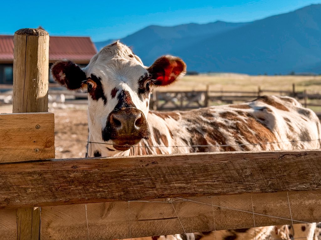 The classic Normande “Is it milking time?!” face. They’re basically just cartoon cows.