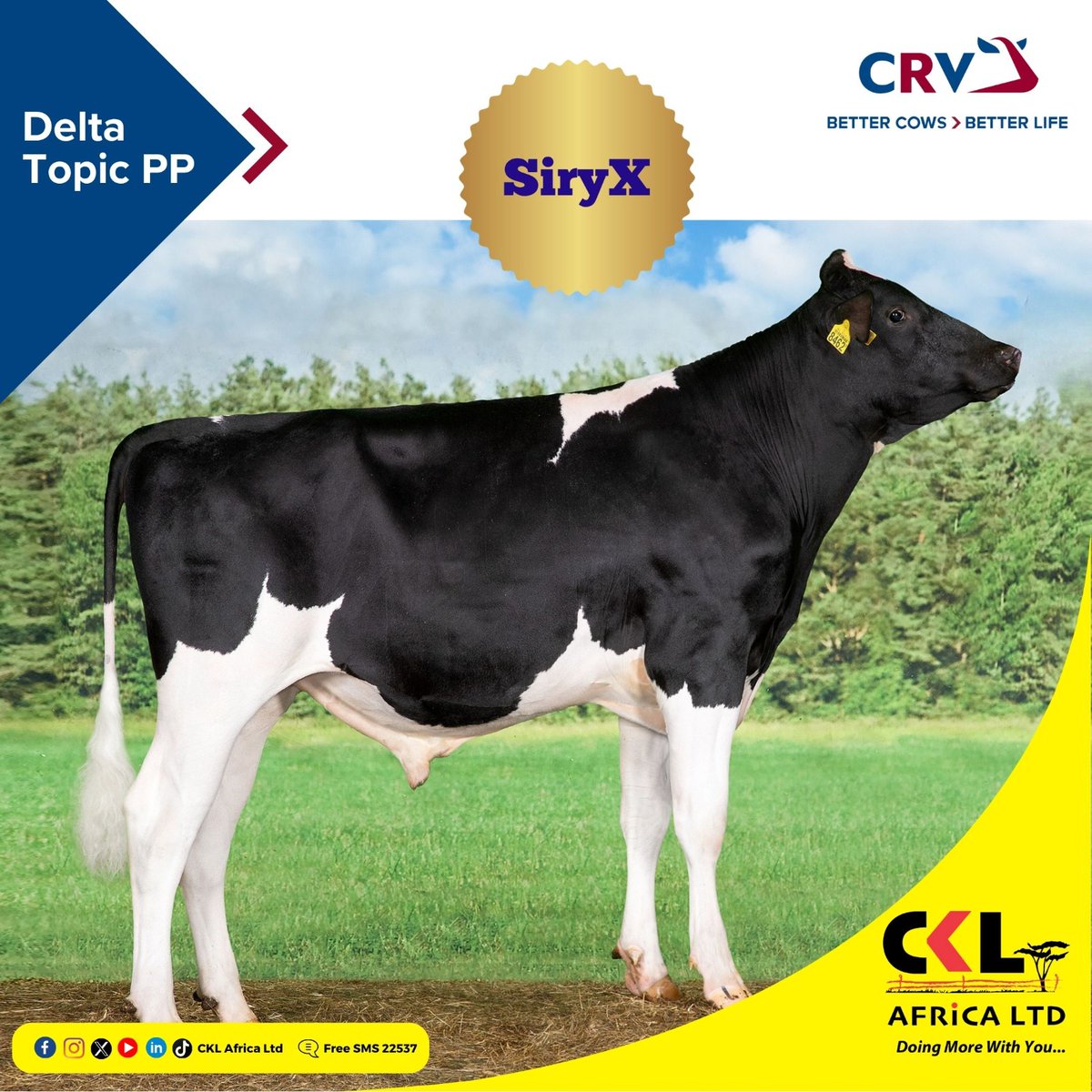 For those who’ve been asking,  yes, we’ve got them! Sexed Friesian Bull Semen is available! Take Control of Your Herd’s Future. Want to know more about their traits and genetic strengths? Check them out here bit.ly/FresianCatalog…  #bettercowsbetterlife🐮