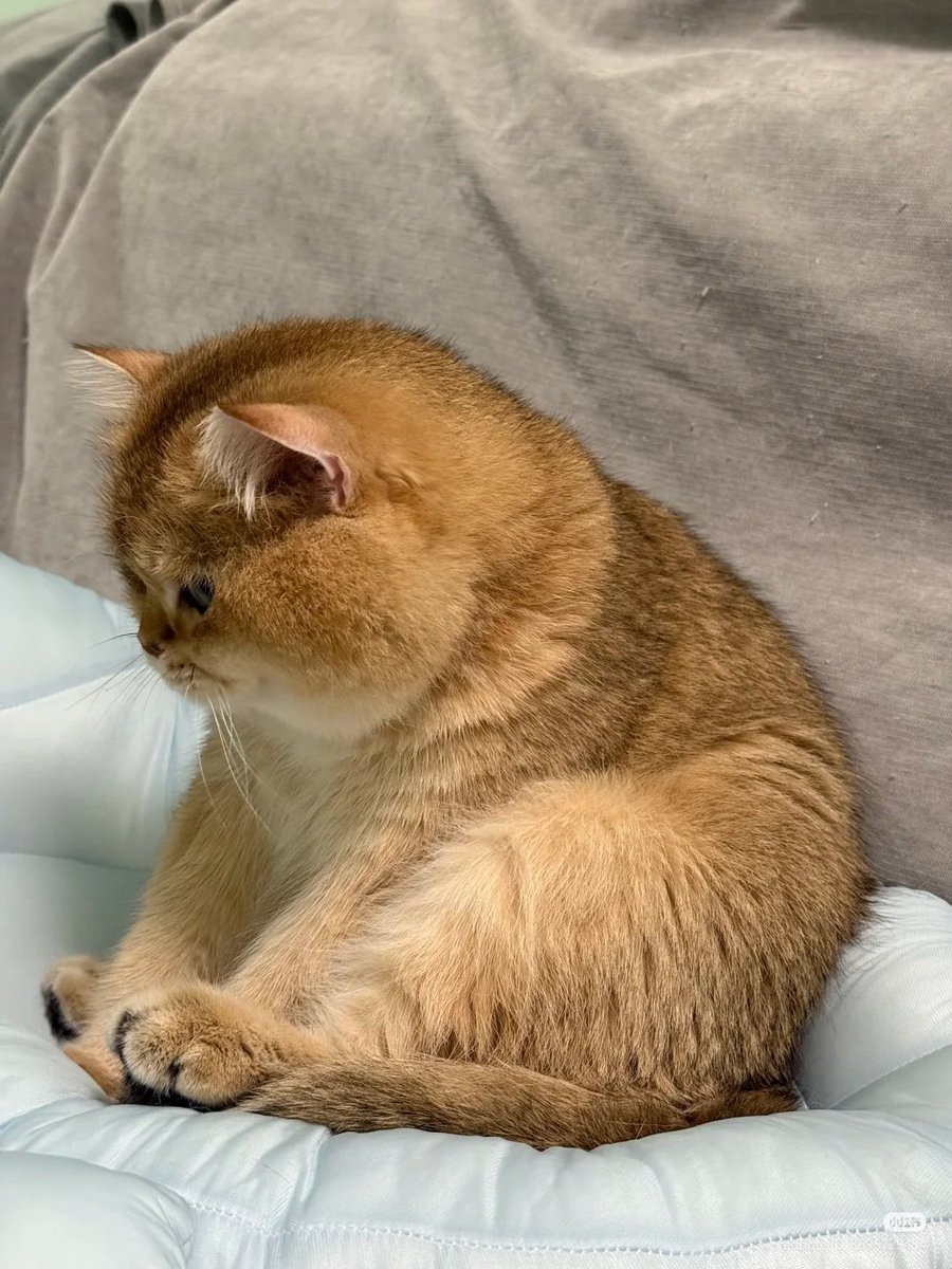 nocontextscats's tweet photo. 😮‍💨 https://t.co/yXJKqBdEP6