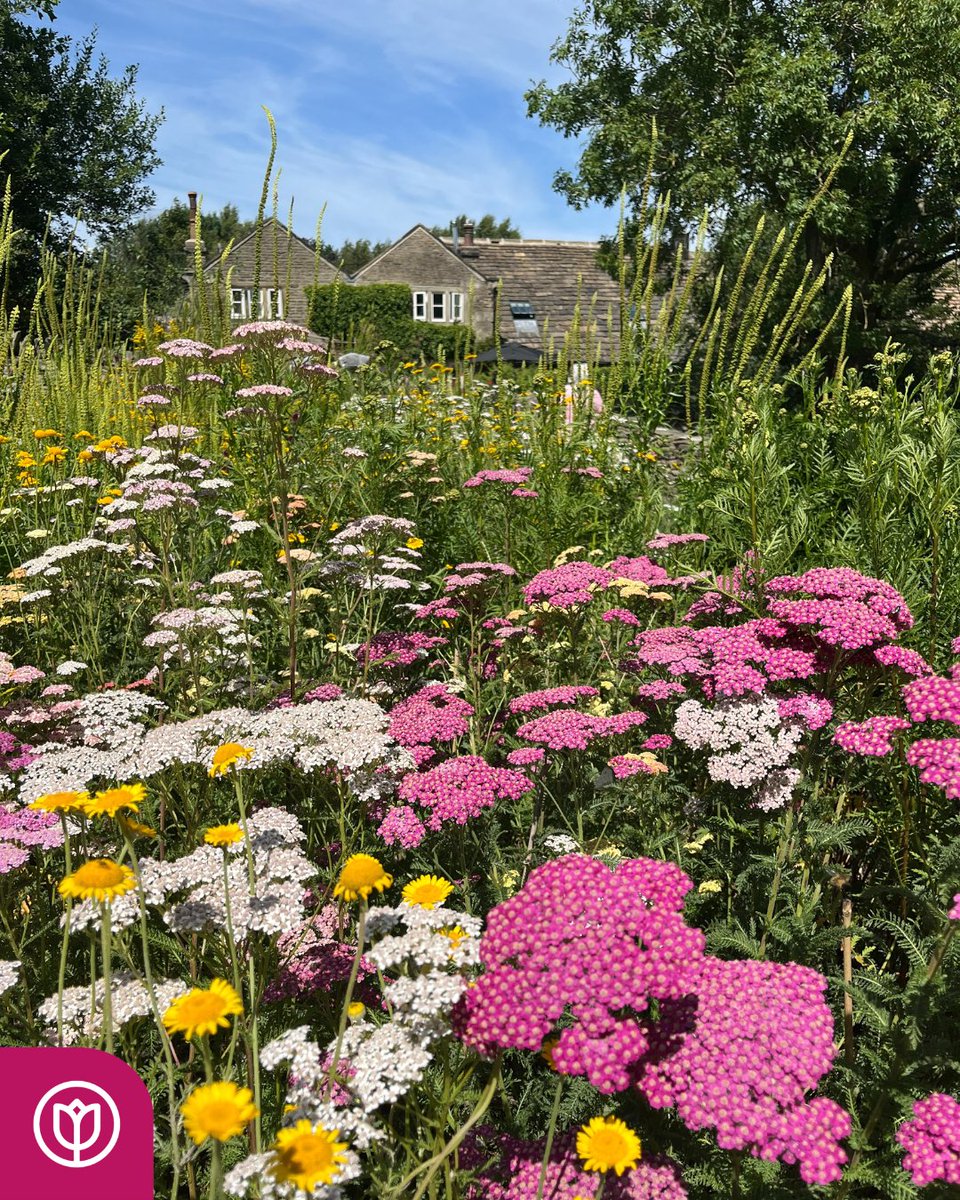 🌿🎨 We were delighted to fund a summer outing for Sharing Memories Group. 

Thirteen members explored a vibrant natural dye garden, learning how colours are extracted from plants. A day full of discovery, laughter and connection! 💜 

#HomeInsteadCharities #NaturalDyeing