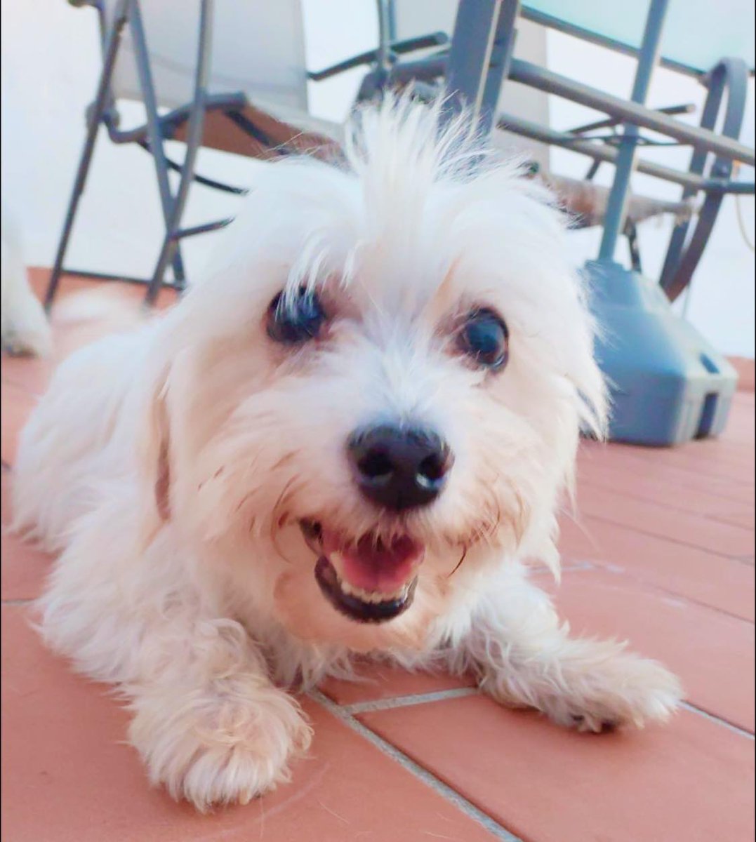 #Málaga
#GRACE tiene 9 años y proviene de un criadero.... Ahora está recuperada y es el momento de encontrar a su familia.

¡¡Es una polvorilla!! Alegre, movida, curiosa, valiente. Apenas está descubriendo el mundo y no tiene miedo a hacerlo. 

Es una glotona que está aprendiendo