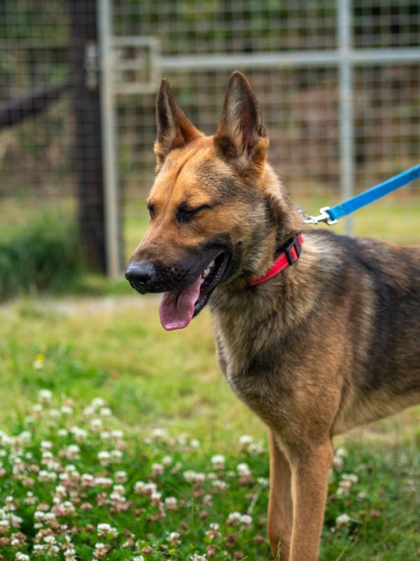 Lucky is coming up to a year old and he came to us due to a change in circumstances, Lucky has missed out on a lot so he will need a home with breed exp to meet his needs 
#dogs #germanshepherd #Cornwall 
gsrelite.co.uk/lucky-3/
