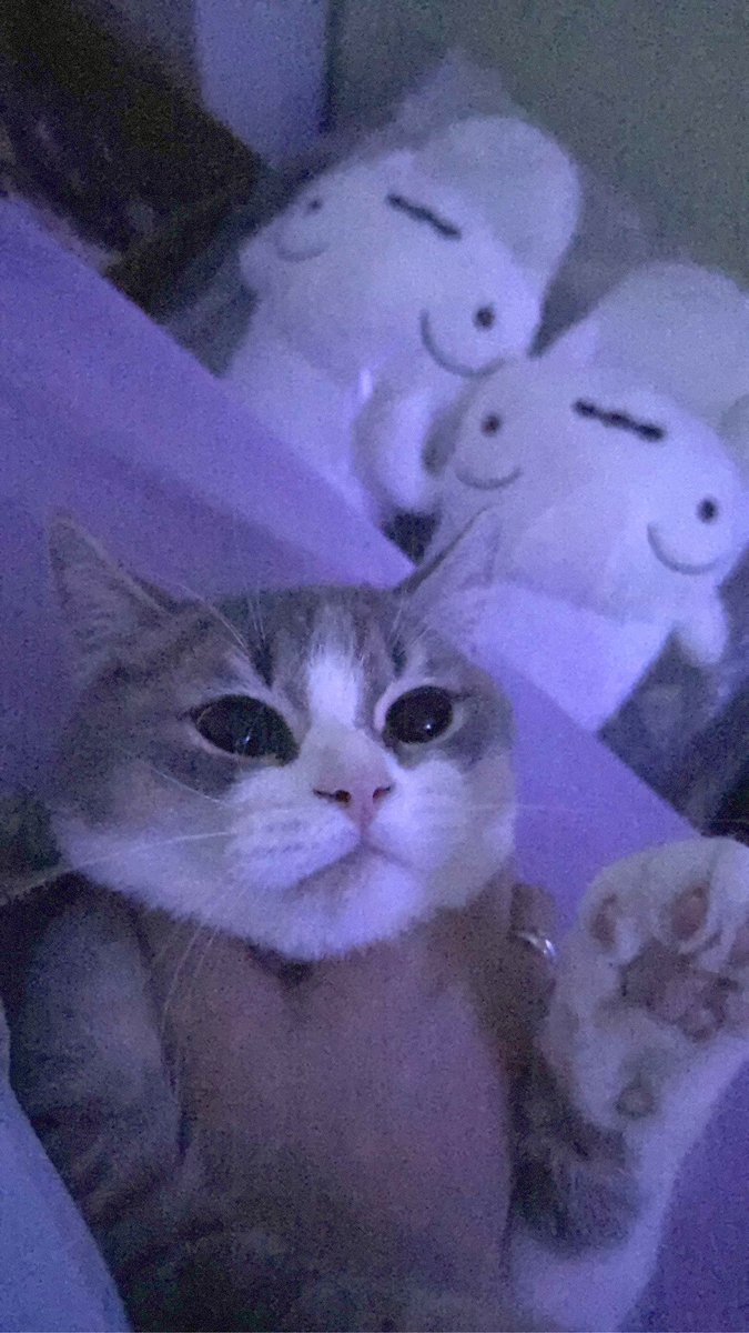 都說寵物像主人….
嗯…我有那麽m嗎？