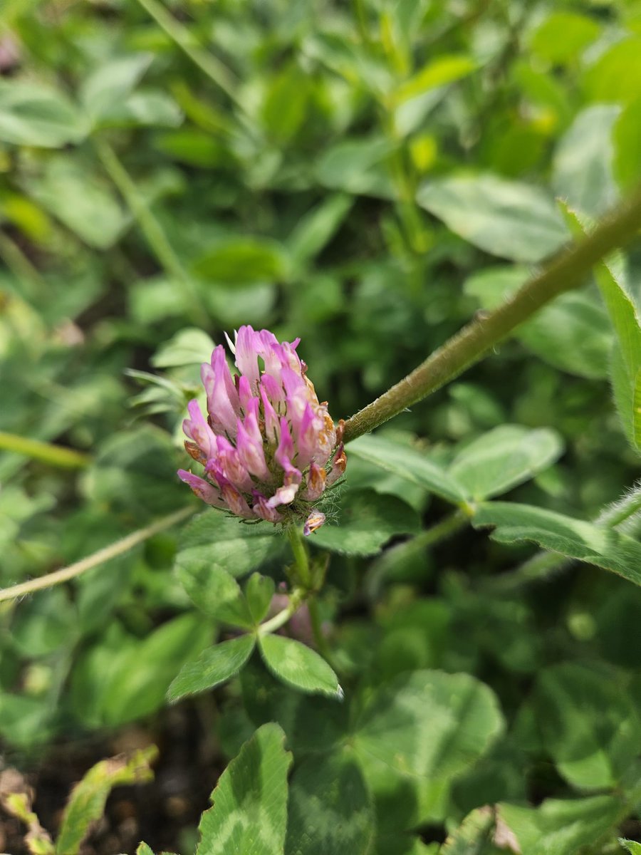 👀 Check out this Red Clover, spotted in the Thames Chase Community Forest Tree Nursery!
🍃A familiar sight along our roadways and in our meadows, Red Clover is a nectar-rich plant which brings great benefit to many of our favourite pollinators. Insects like red-tailed bumblebees