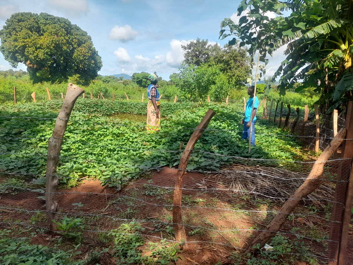From 1 bag of cowpeas and green grams and 4 bags of sorghum to 8 bags of cow peas, 7 bags of green grams and 18 bags of sorghum!!!

Read the story of the transforming power of Conservation Agriculture, the story of Sabella Muchege

ncck.org/from-struggle-…

#foodsecurityke #food