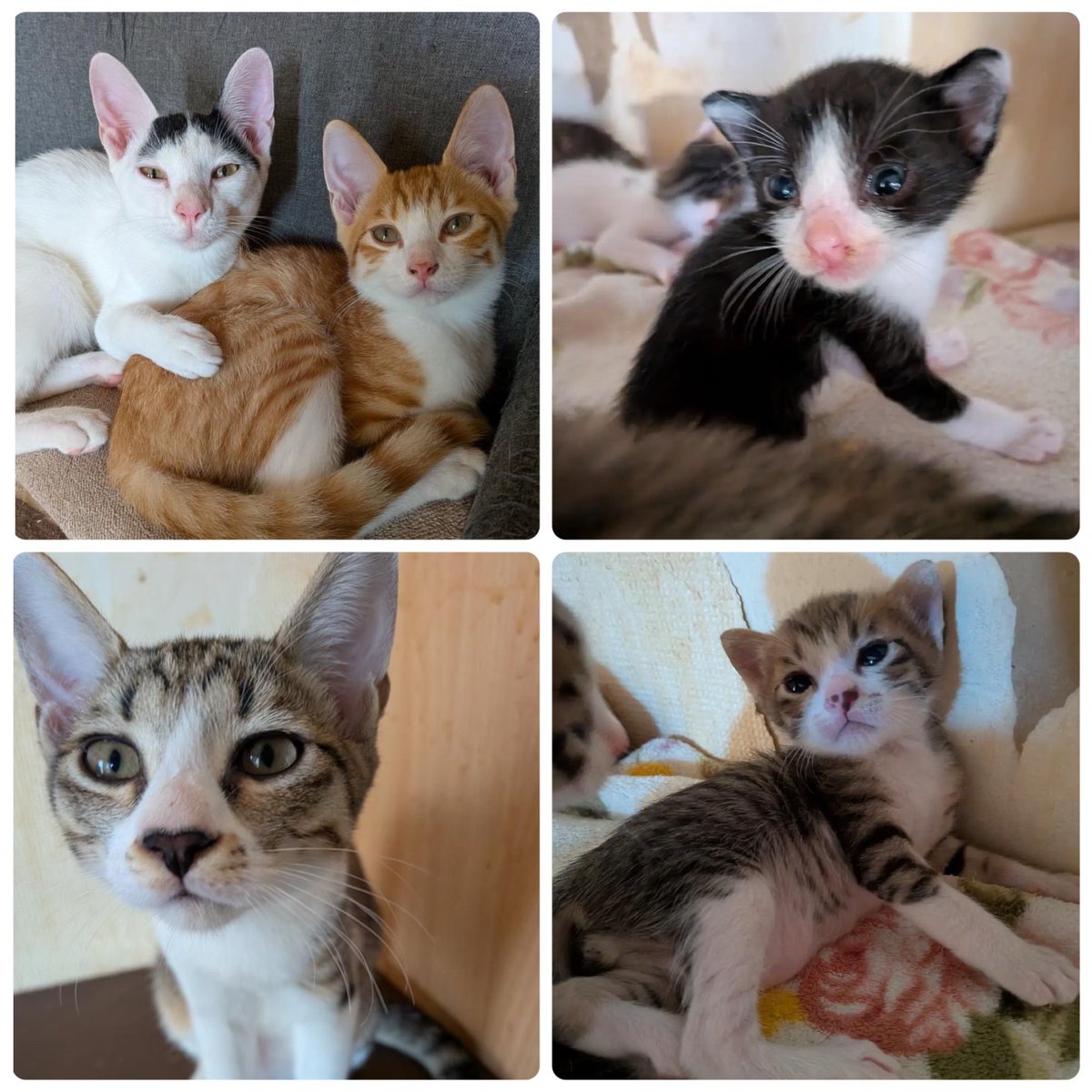 nyarome_grgrgr's tweet photo. 【代理投稿】

🆘多頭飼育崩壊現場情報🆘

7月生まれの子猫8匹（性別不明）
3月と4月生まれ5匹（♀2♂3）
昨年10月生まれ3匹（♀1♂2���
一昨年の10月生まれ3匹（♀1♂2）
3歳（♀）
手術済み２匹（♂1♀1）

合計22匹です
里親さん預かりボラさん
その他お手伝いボラさん
至急募集してます https://t.co/e6CFaUzU0a