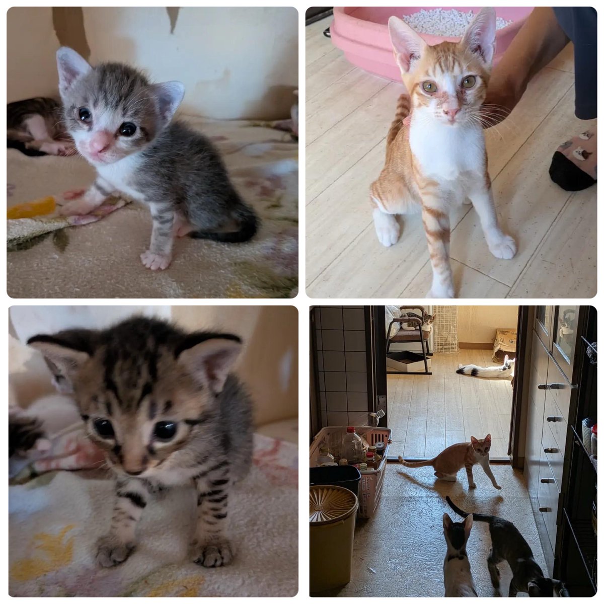 nyarome_grgrgr's tweet photo. 【代理投稿】

🆘多頭飼育崩壊現場情報🆘

7月生まれの子猫8匹（性別不明）
3月と4月生まれ5匹（♀2♂3）
昨年10月生まれ3匹（♀1♂2���
一昨年の10月生まれ3匹（♀1♂2）
3歳（♀）
手術済み２匹（♂1♀1）

合計22匹です
里親さん預かりボラさん
その他お手伝いボラさん
至急募集してます https://t.co/e6CFaUzU0a