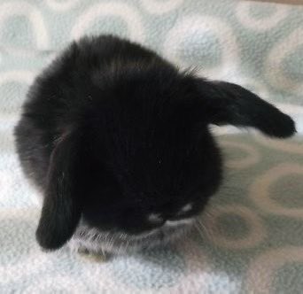 Bunnies (@bunnies) on Twitter photo 