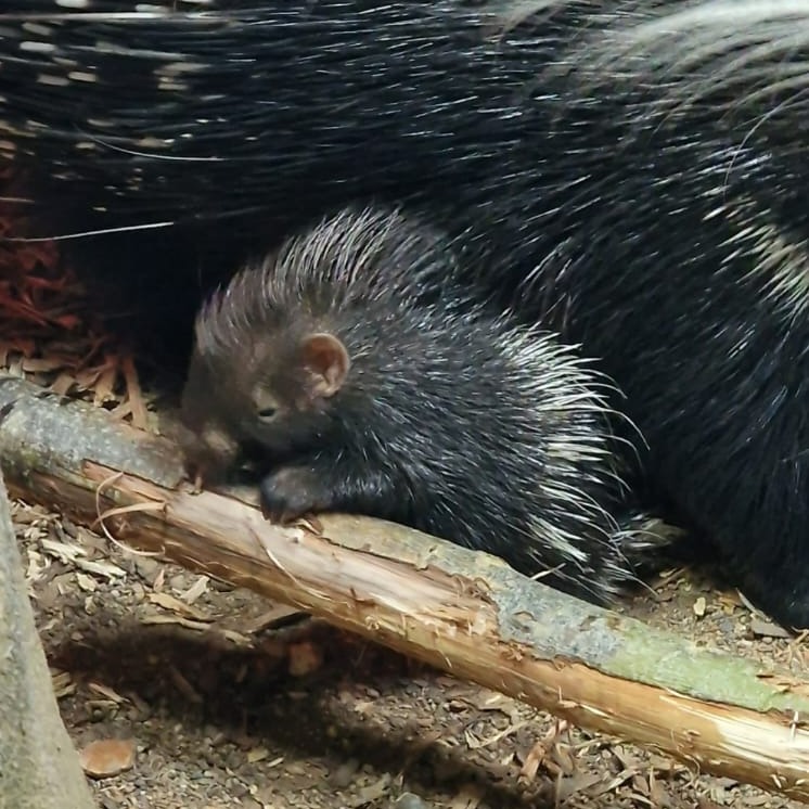 Hettie's new baby 💚 🦔

Porcupettes are born with soft quills to protect their mother, which then become hard and prickly a couple of hours later.

Our new baby porcupine, born to mum Hettie, is most at the start and end of each day.