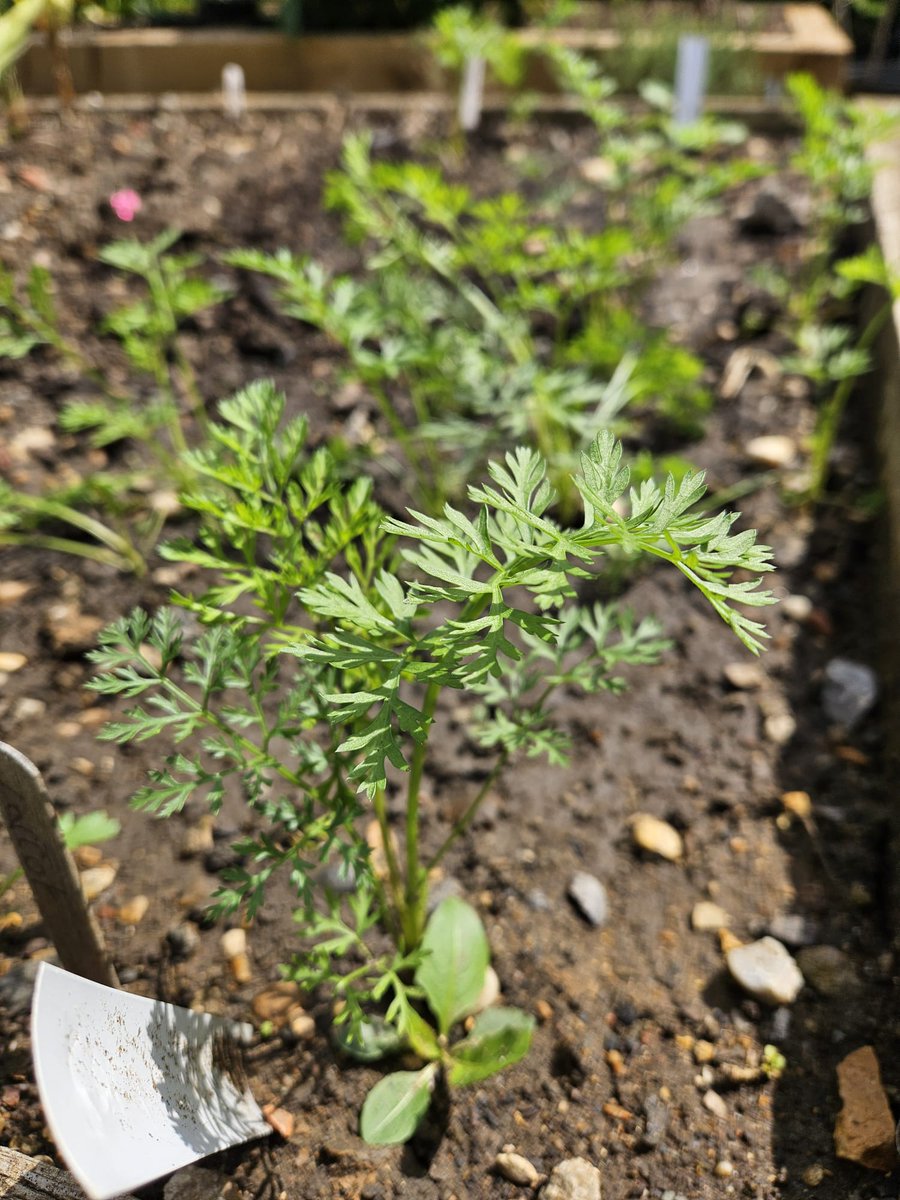 🥕 They took longer to germinate than we thought, but our carrots have finally started sprouting in our Community Tree Nursery. As well as trees, we also grow a few types of fruit and vegetable each year, to help us with our educational sessions with young people. Plus, we get
