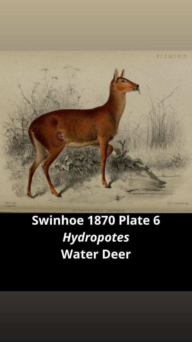 Fossilcrates's tweet photo. Deer Me!
Fanged #cervids and moschids!
Water Deer #Hydropotes “Water drinker” Swinhoe 1870 lack #antlers
Reeve’s #muntjac #Muntiacus (Ogilby 1839) bark, antler spar, y stab
Musk deer #Moschus Linnaeus 1758
#Miocene #Micromeryx “little ruminant”
Lartel 1851
#FossilCrates https://t.co/DyBuJRz8kh