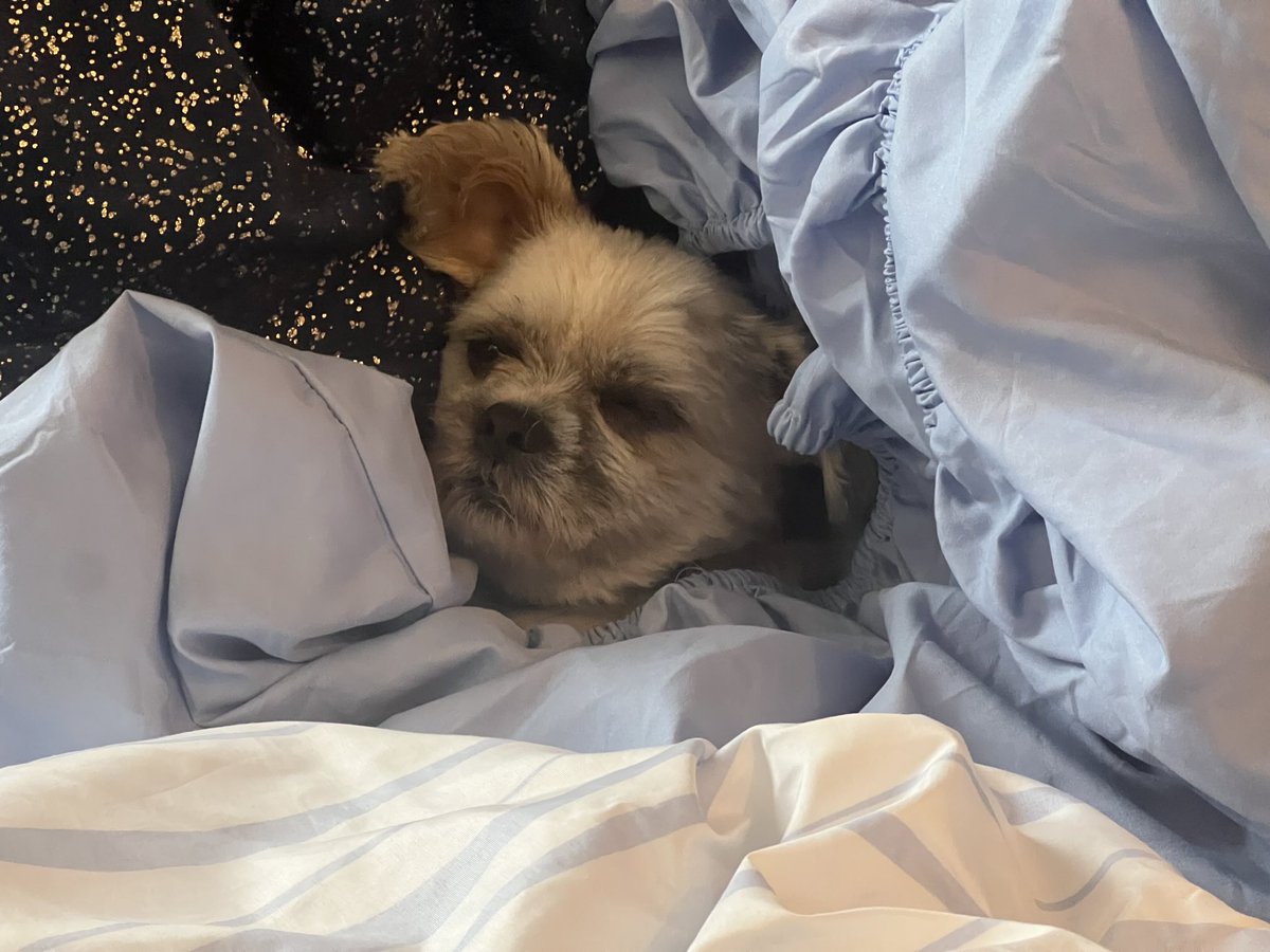 Rollo on the settee among the ironing pile making like when you were12 feigning an asthma attack to get off school but just felt well enough to come down, lie on the couch and put the telly on at quarter to 11 with play due to start in an Ashes Test
