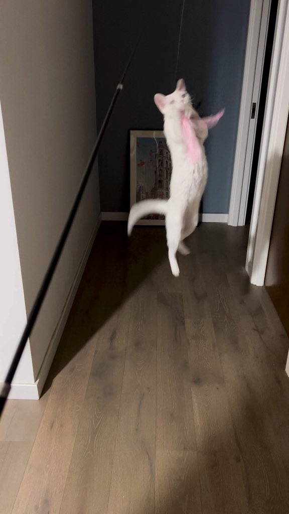 yol11492302's tweet photo. Defying gravity, one feather at a time. ✨ Shaun's mid-air mastery! #DevonRex #JumpingCat #CatPhoto #WhiteCat #Shaun https://t.co/sz6utweGdw