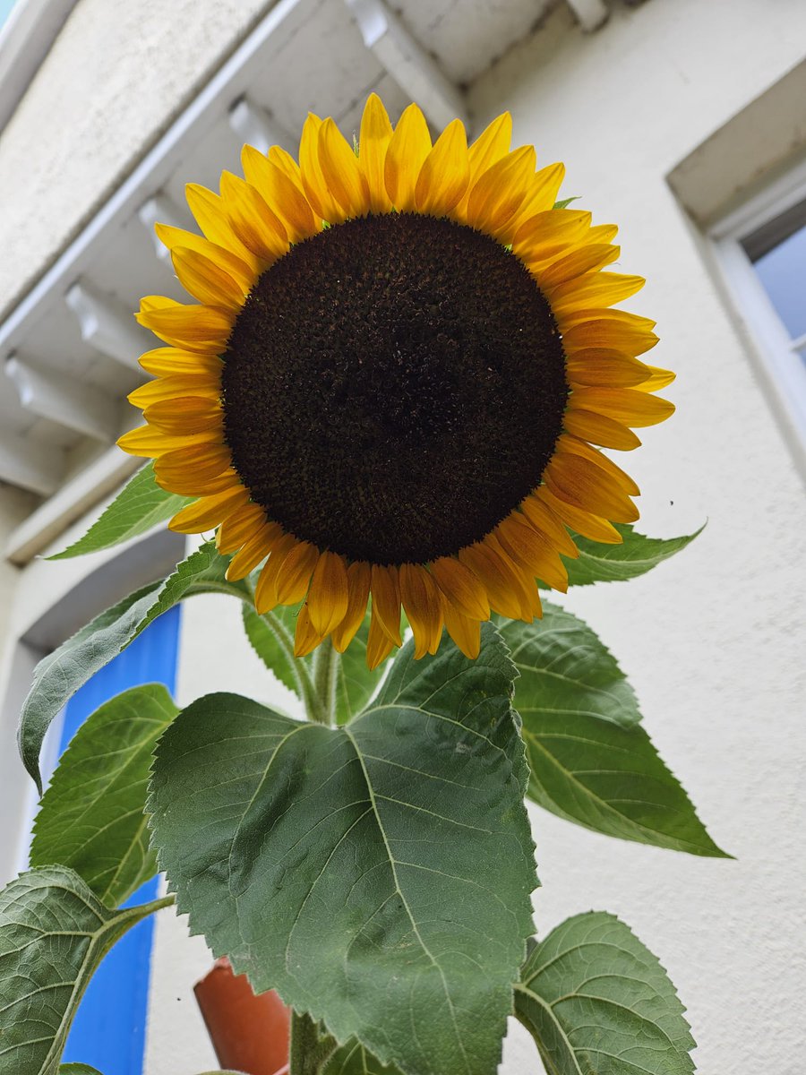 🌻With the morning sunlight coming gently through the flower petals, it is easy to see how the humble sunflower got its name! We plan on collecting some of our sunflower seeds for planting next year, being sure to leave at least half the heads for birds and other wildlife to