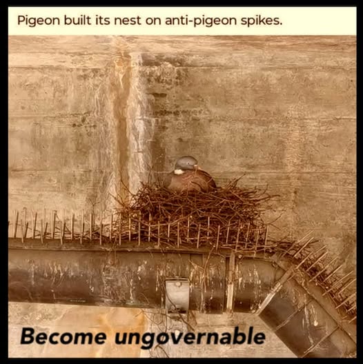 새 방지 스파이크 위에 둥지를 튼 비둘기와 'Become ungovernable' 문구