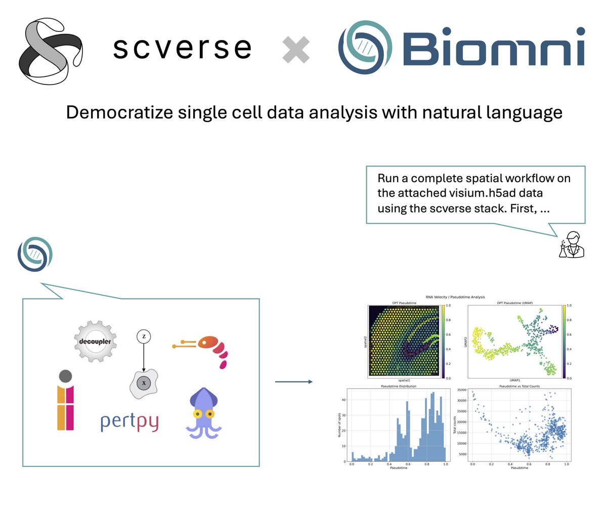 Thrilled to share <a href="/scverse_team/">scverse</a> x <a href="/ProjectBiomni/">Biomni</a>! 
Biomni agent now supports 10 scverse core packages including scanpy, squidpy, scirpy, pertpy, etc! 
You can now use natural language to unlock complex single cell, spatial, and perturbation data analysis to generate novel