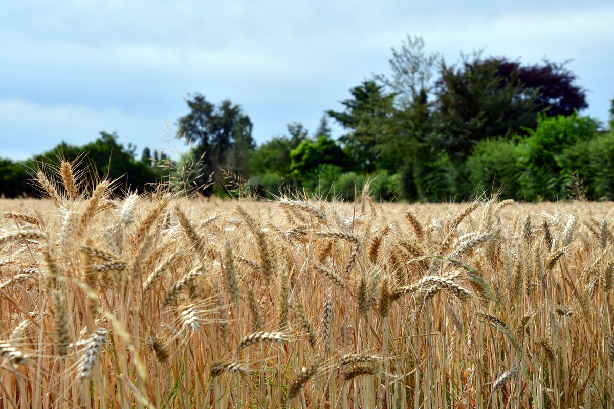 𝗕𝗲𝗹𝗹𝗲𝘀 𝗧𝗲𝗿𝗿𝗲𝘀
Profitez de la période estivale pour flâner dans les "Belles terres", aire rurale qui s’étend sur 400 hectares, soit un tiers de la superficie de la ville.
#marcqenbaroeul